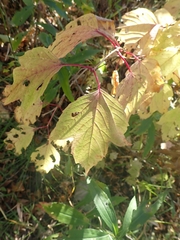 Viburnum opulus americanum