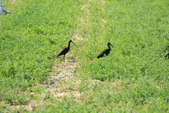 Plegadis chihi