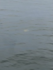 Phacellophora camtschatica