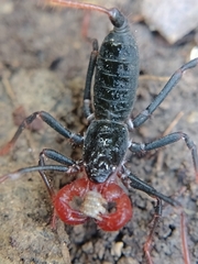 Mastigoproctus