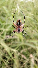 Neoscona oaxacensis