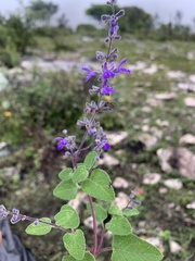 Salvia melissodora