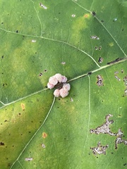 Callirhytis piperoides