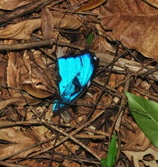Morpho
