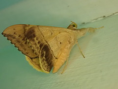 Oxyodes scrobiculata