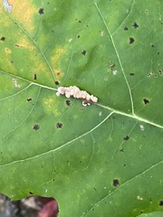 Callirhytis piperoides