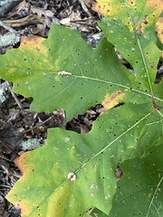 Callirhytis piperoides