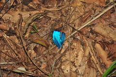 Morpho