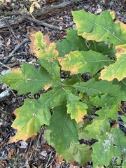 Callirhytis piperoides