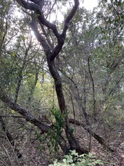 Quercus sinuata breviloba