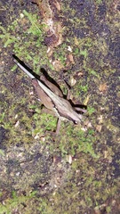 Scaria