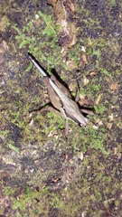 Scaria