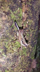 Scaria