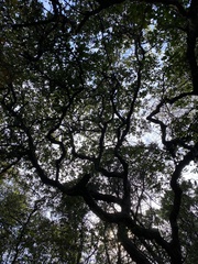 Quercus sinuata breviloba