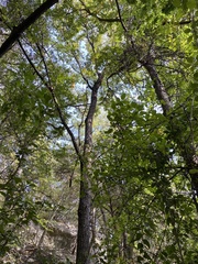 Juglans major