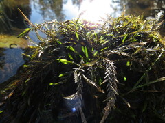 Fontinalis neomexicana