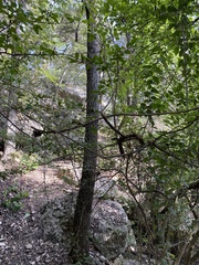 Juglans major