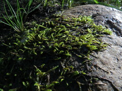 Hygrohypnella ochracea