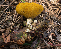 Suillus salmonicolor