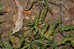 Zornia thymifolia
