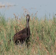 Plegadis chihi