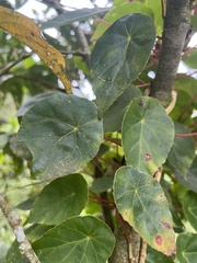 Begonia tropaeolifolia