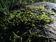 Hygrohypnella ochracea