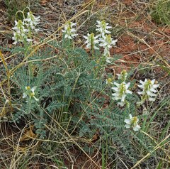 Astragalus drummondii