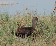 Plegadis chihi