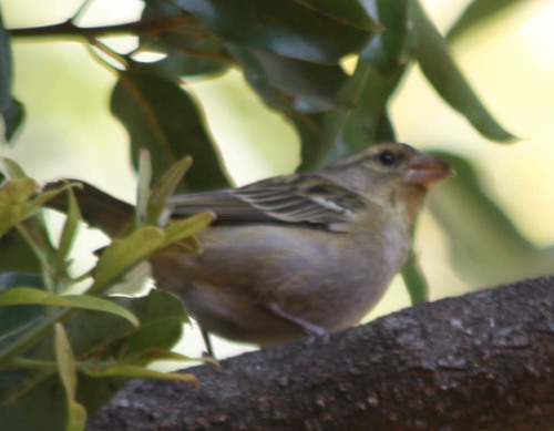 Foudia madagascariensis