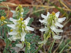 Astragalus drummondii