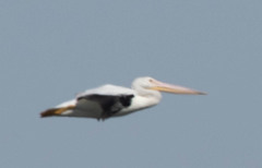 Pelecanus erythrorhynchos