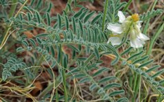 Astragalus drummondii