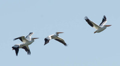 Pelecanus erythrorhynchos