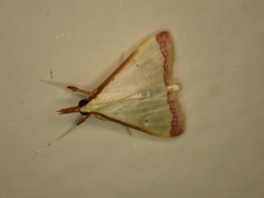 Autocharis