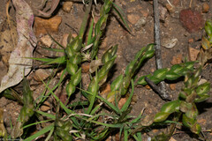 Zornia thymifolia