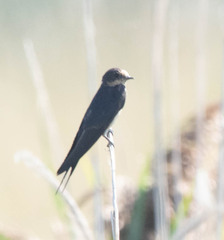 Hirundo rustica