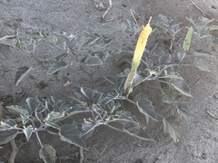 Datura