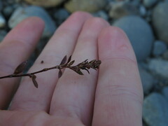 Polygonum nuttallii