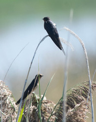 Hirundo rustica