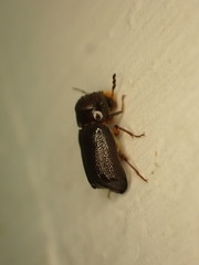 Bostrichidae