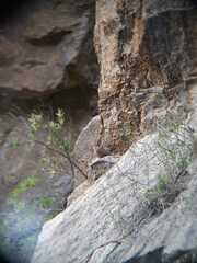 Metriopelia melanoptera