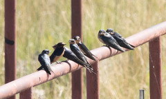 Hirundo rustica