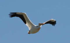 Pelecanus erythrorhynchos