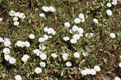 Convolvulus arvensis