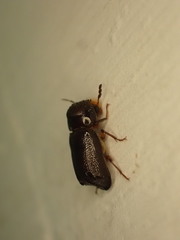 Bostrichidae