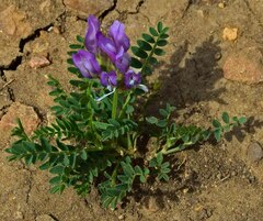 Astragalus agrestis