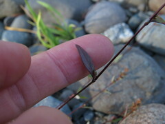 Polygonum nuttallii