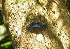 Hamadryas