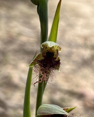 Calochilus robertsonii